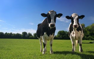 تنش گرمایی و مدیریت کنترل آن در گاو شیری
